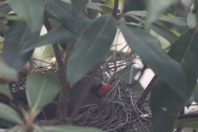 cardinal in her nest