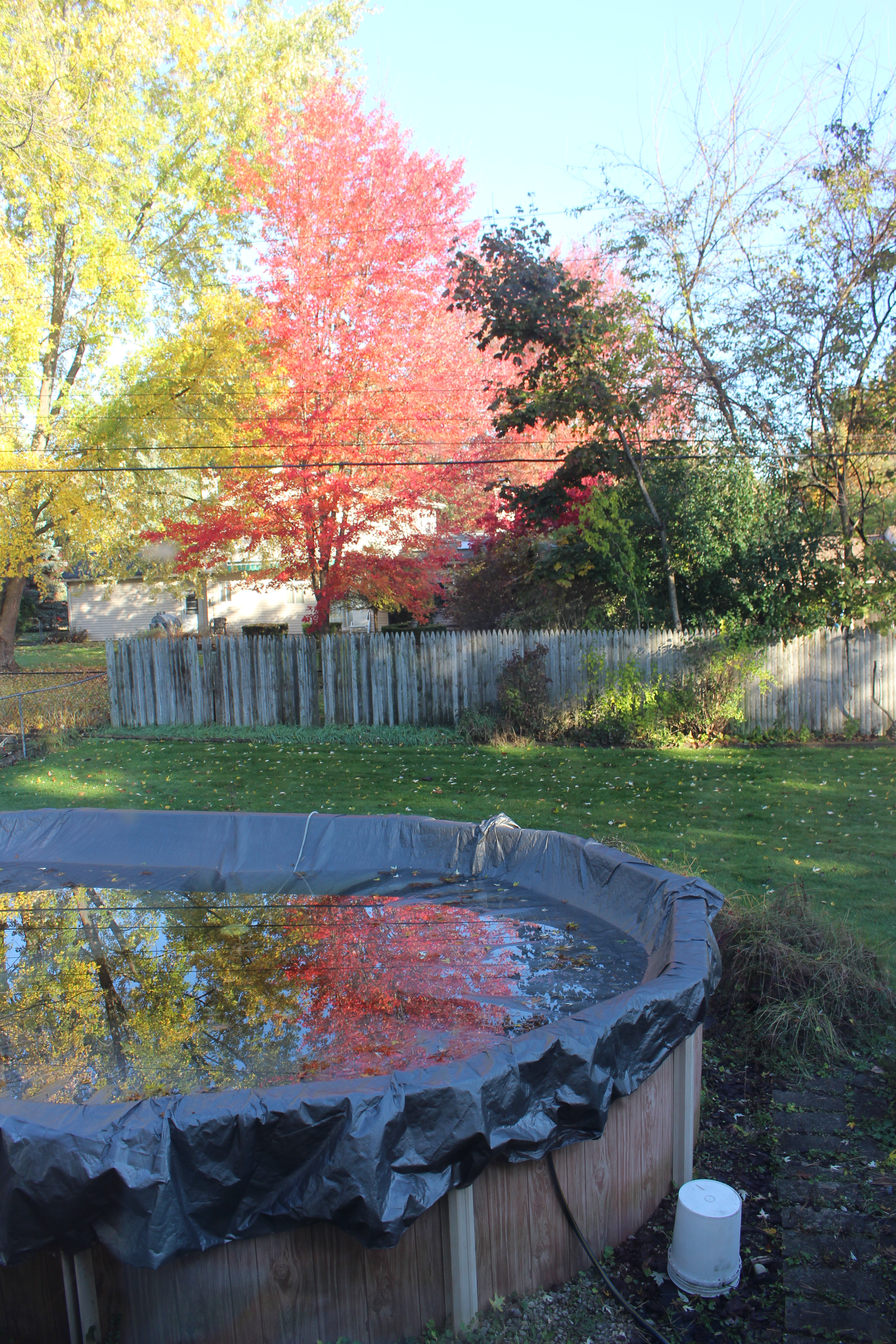 fall trees and pool reflection